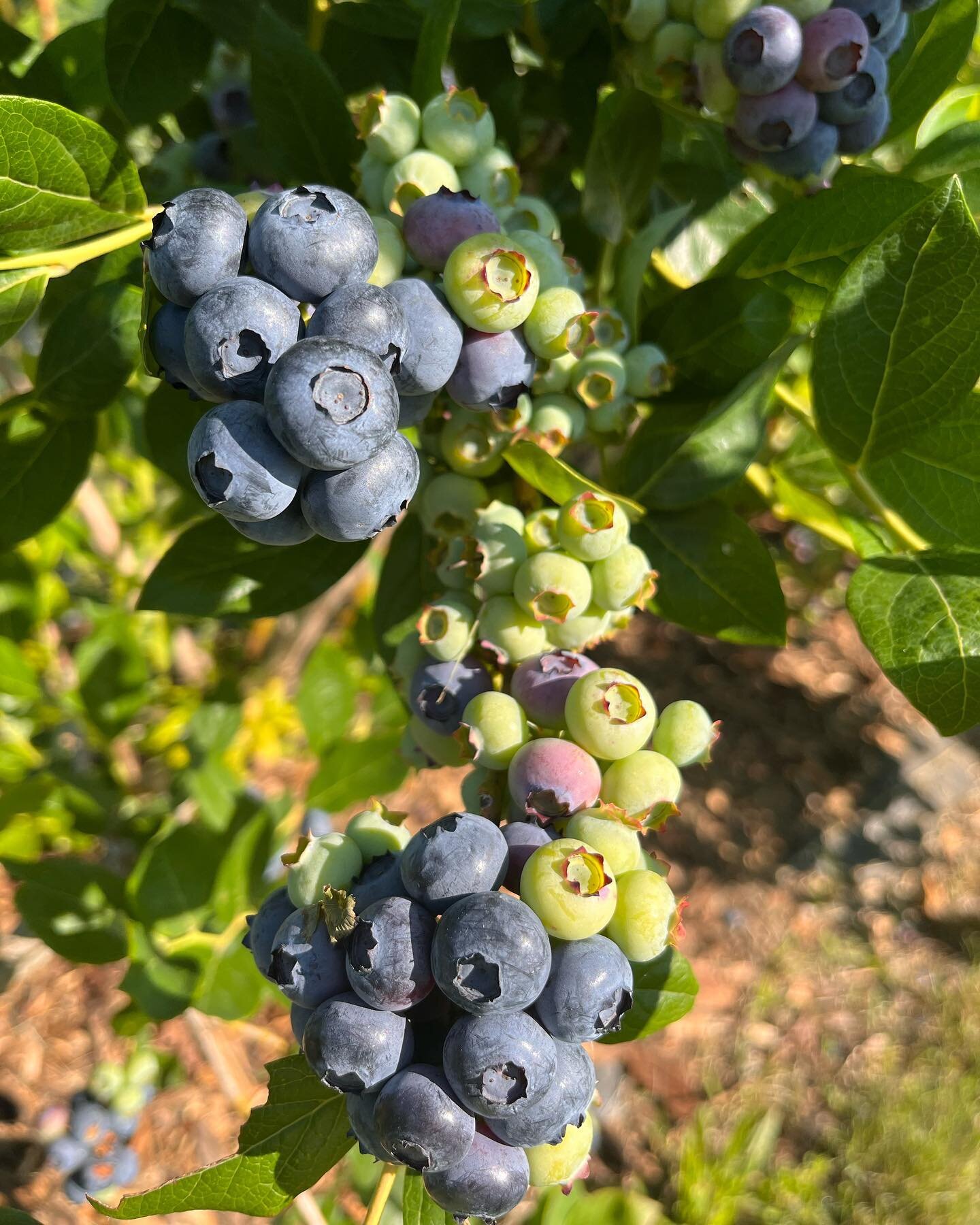 Bodacious berries coming soon!  #blueberry #loudounberries