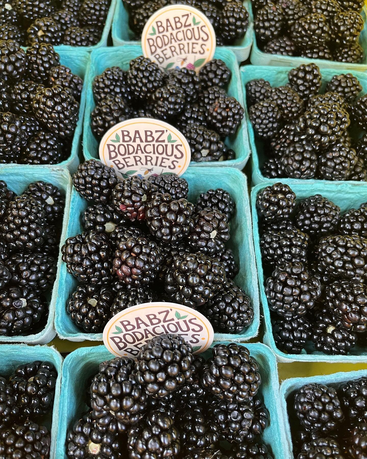 Just picked. Headed to the Hamilton Mercantile.  They open at 10!  #blackberries #loudoungrown #takeloudounhome #babzbodaciousberries