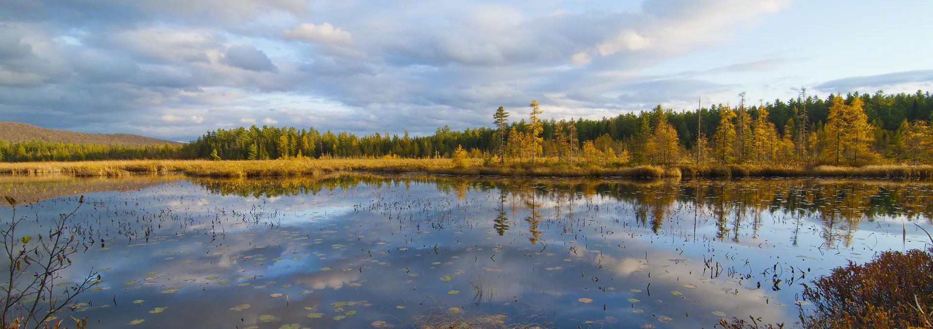 Tamaracks at Jones Pond