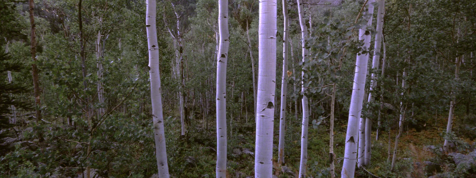 Quaking Aspen, Colorado
