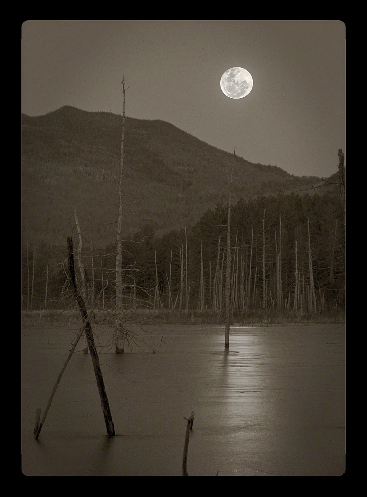 Moon Over Wetlands