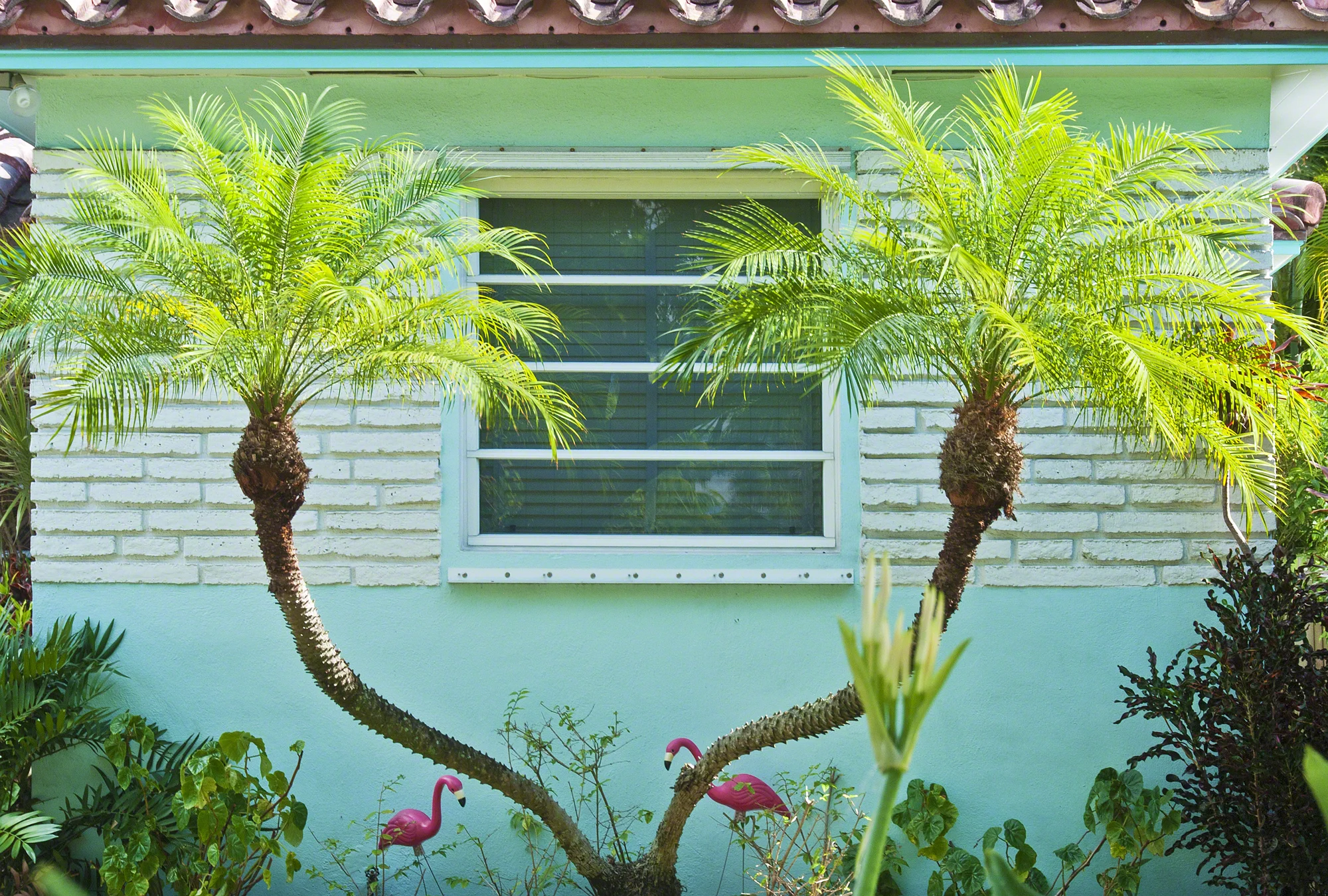 Split Palm