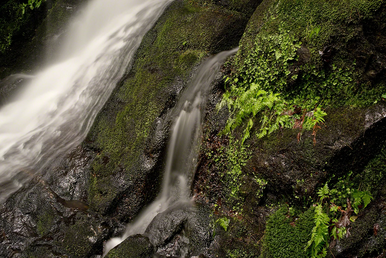 Streamside