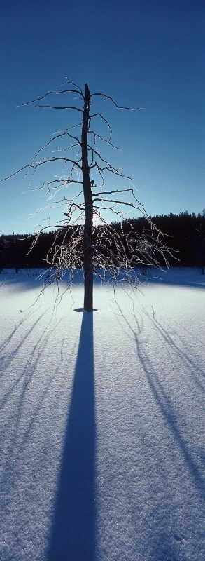 Icy Branches