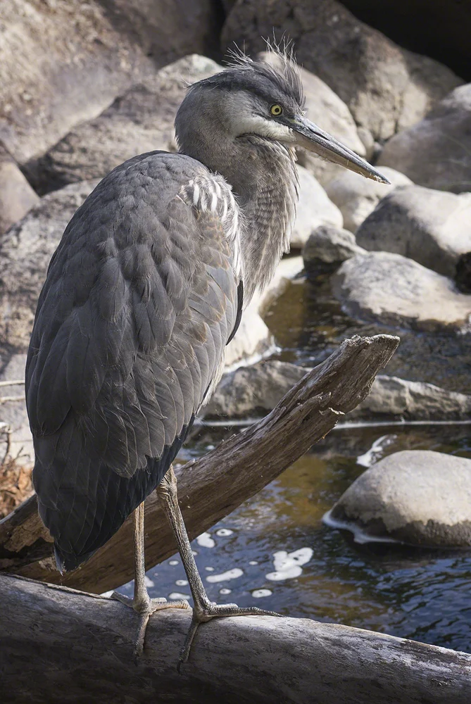 Ausable Heron