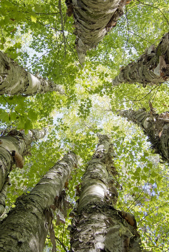 Seven Birches Redux