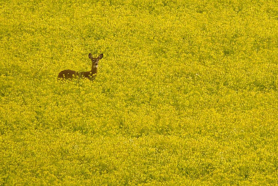 Deer in the Mustard