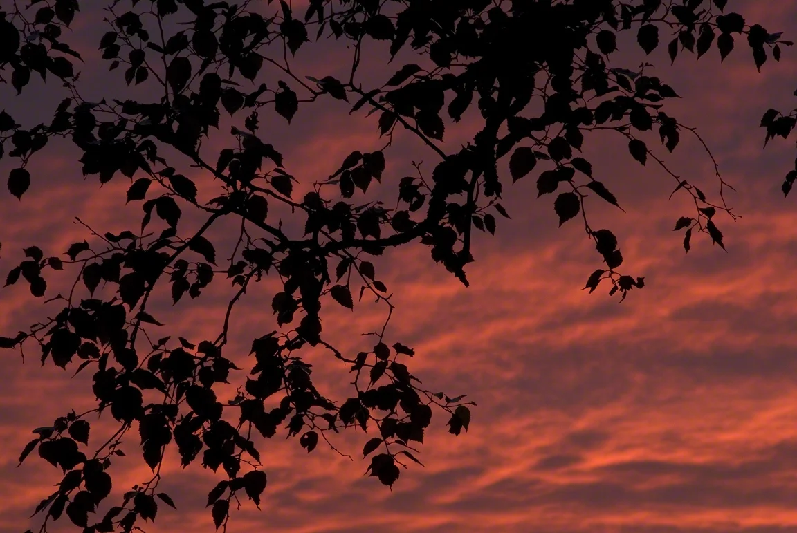 Birch Branches at Sunset