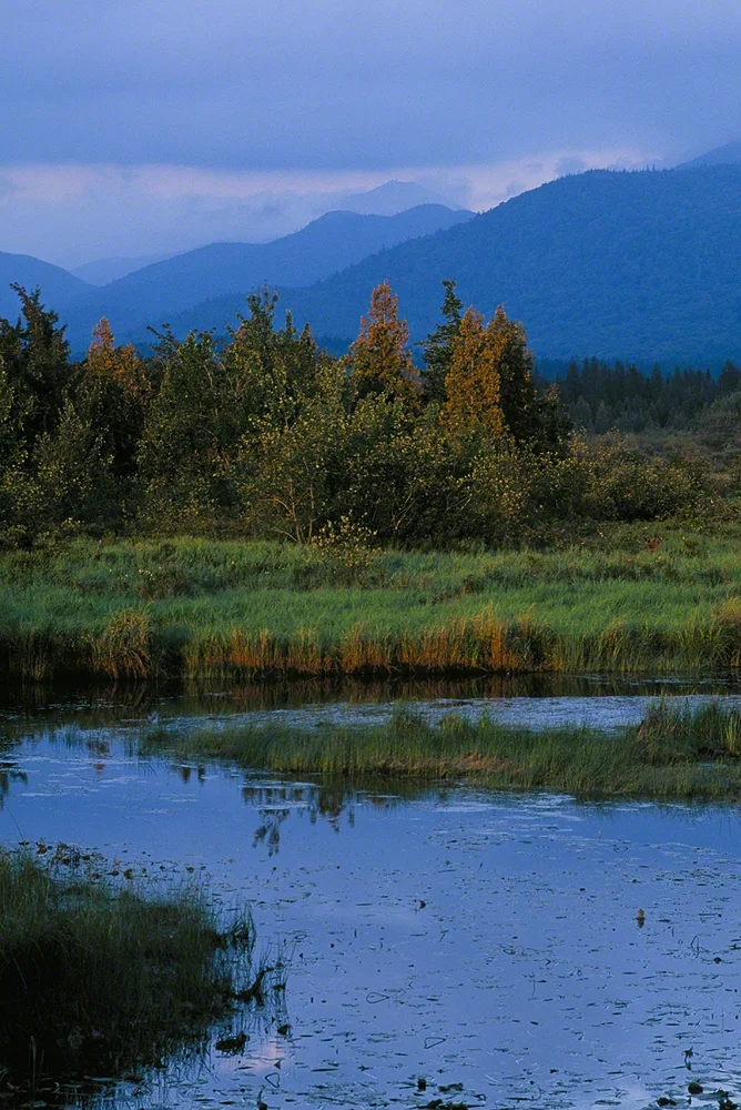 Whiteface Blues