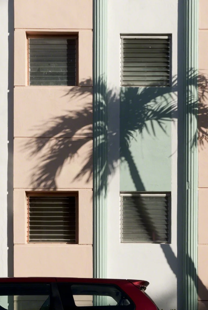 Palm