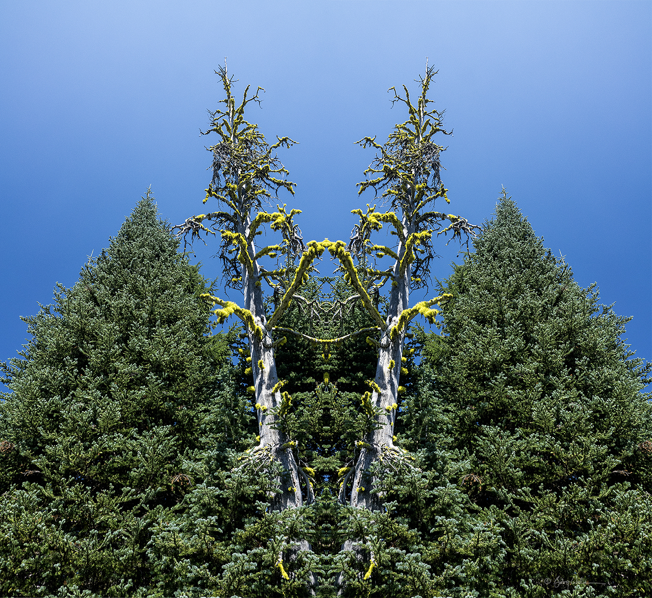 Dead Tree Blues