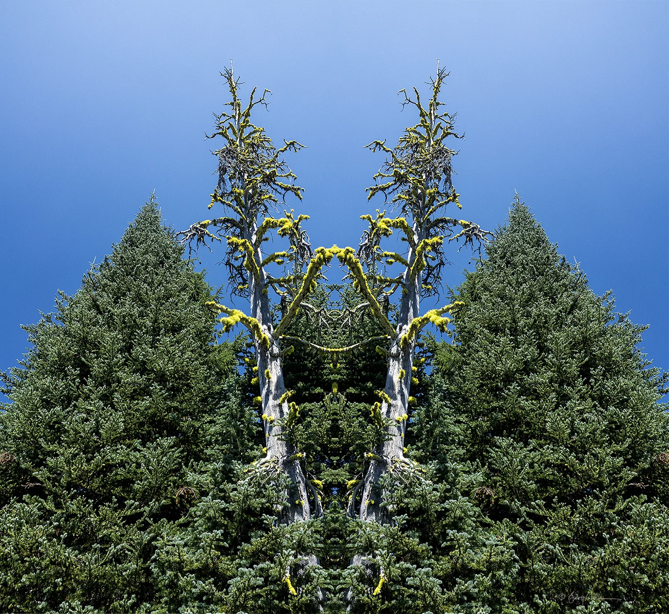 Dead Tree Blues
