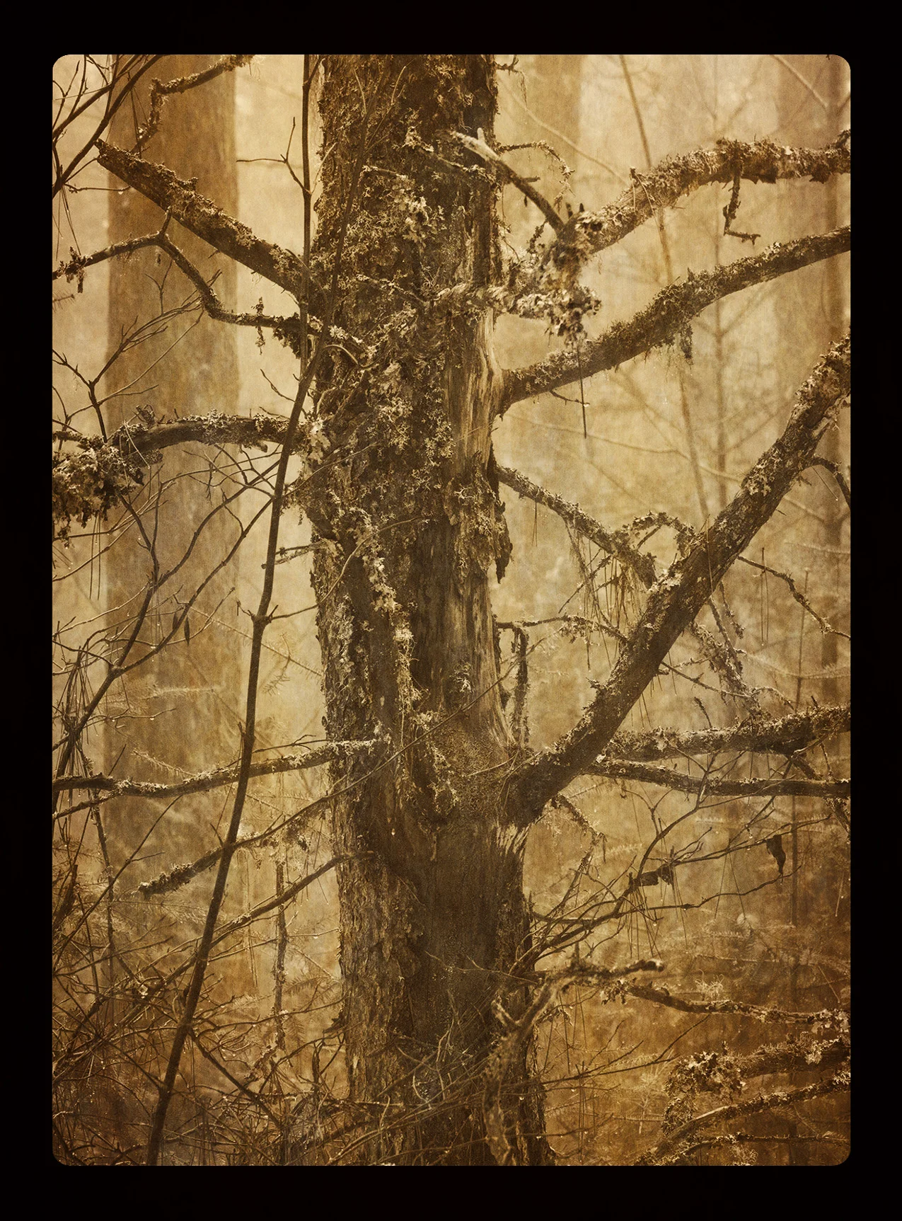 Wooded Mist