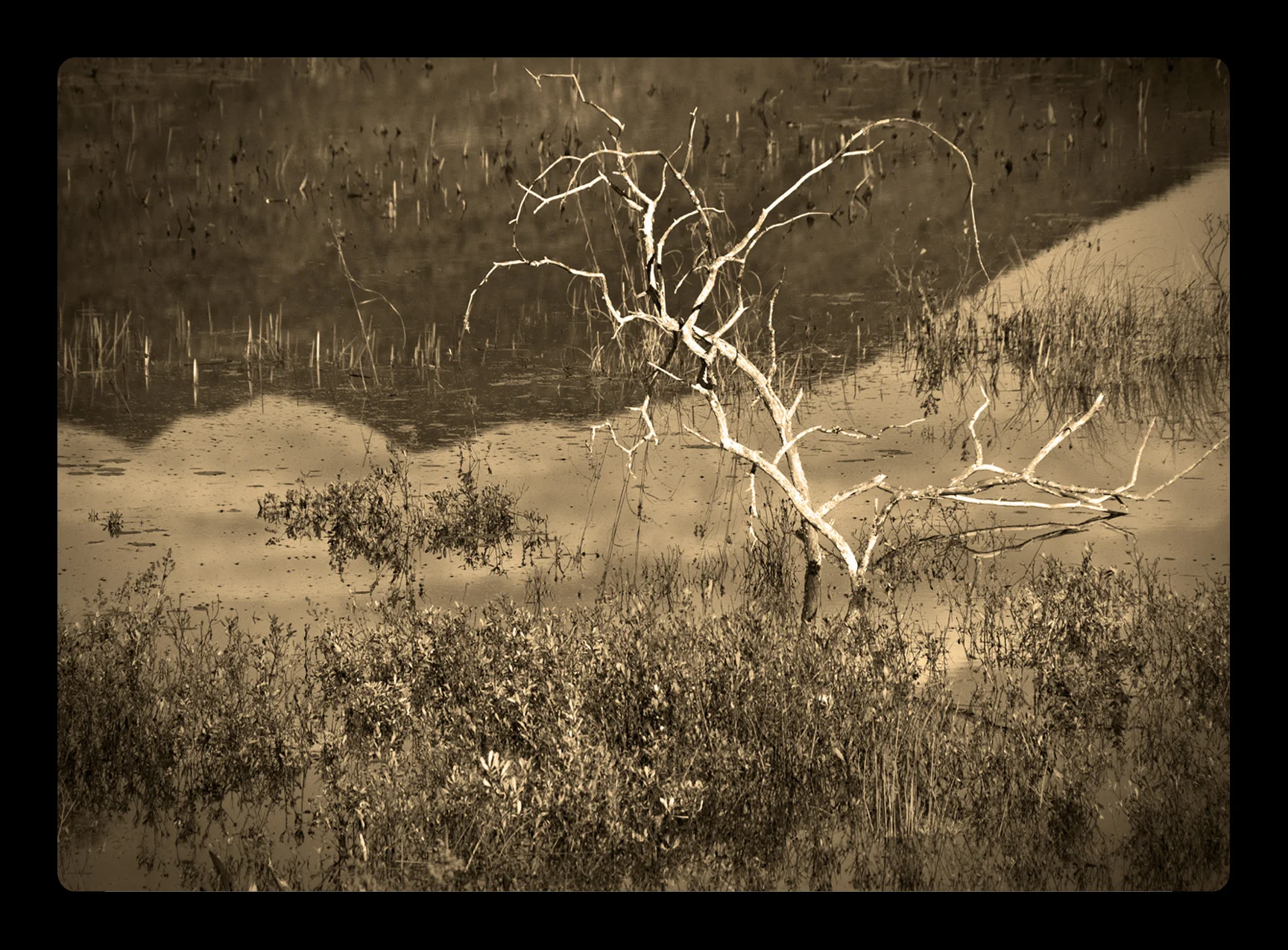 McKenzie Reflections