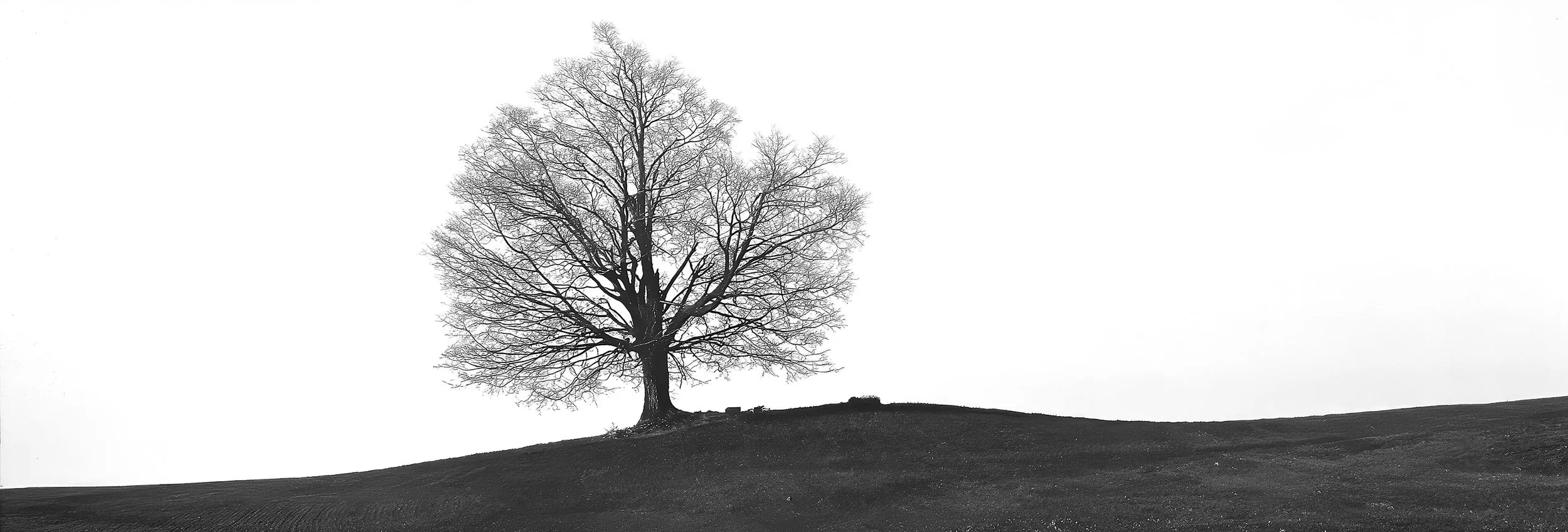 Lone Tree