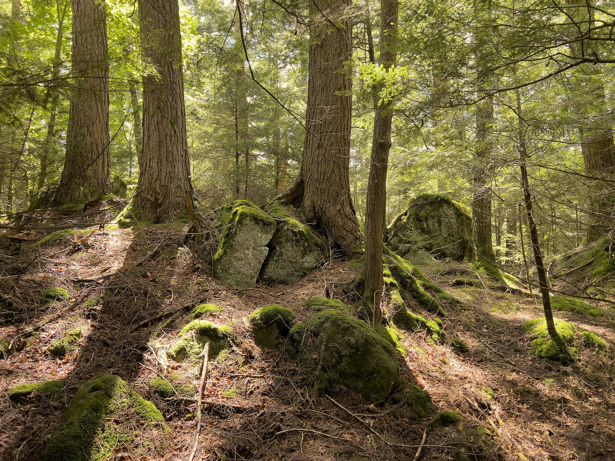 Along an Adirondack Trail 