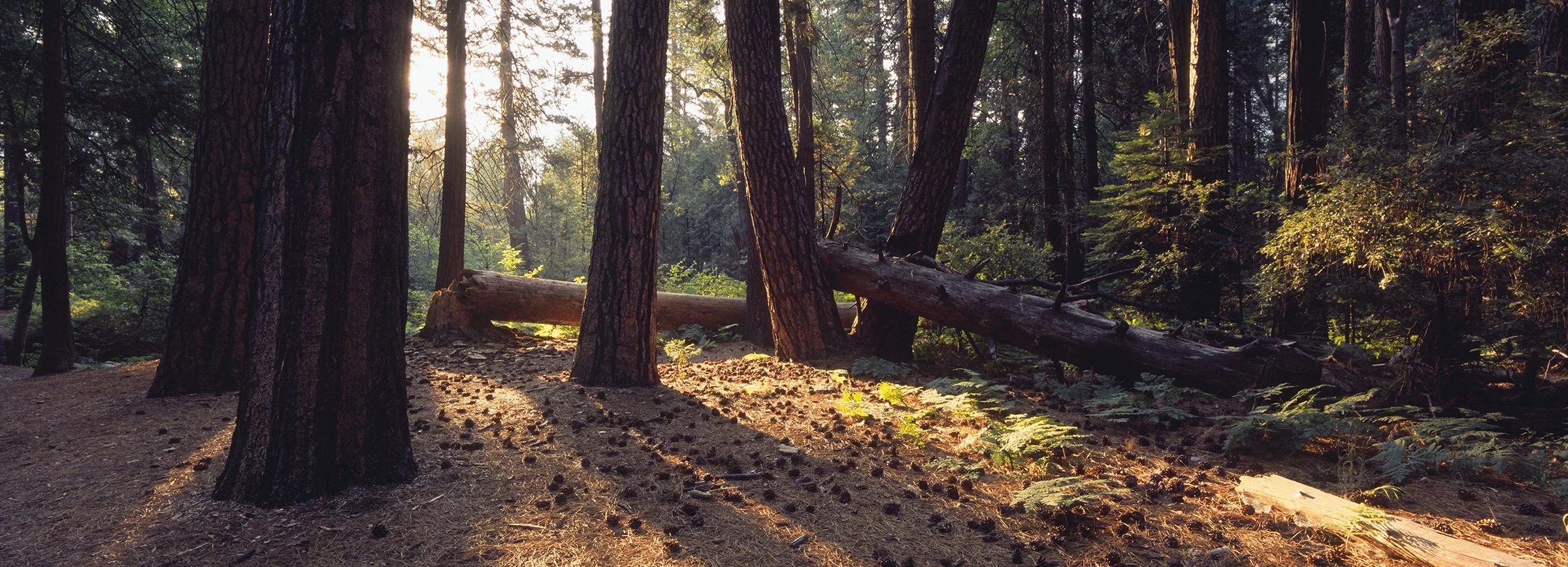 Redwoods in Yosemite