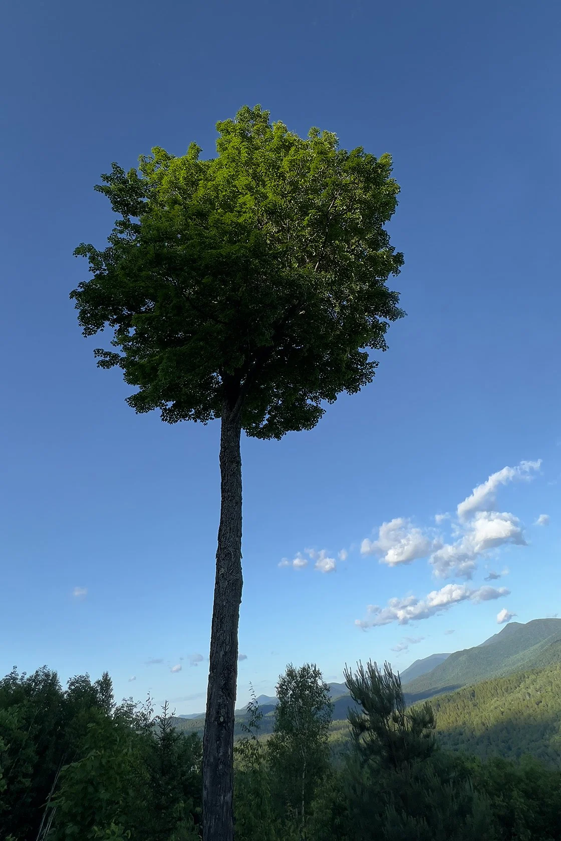 Lollipop Tree 