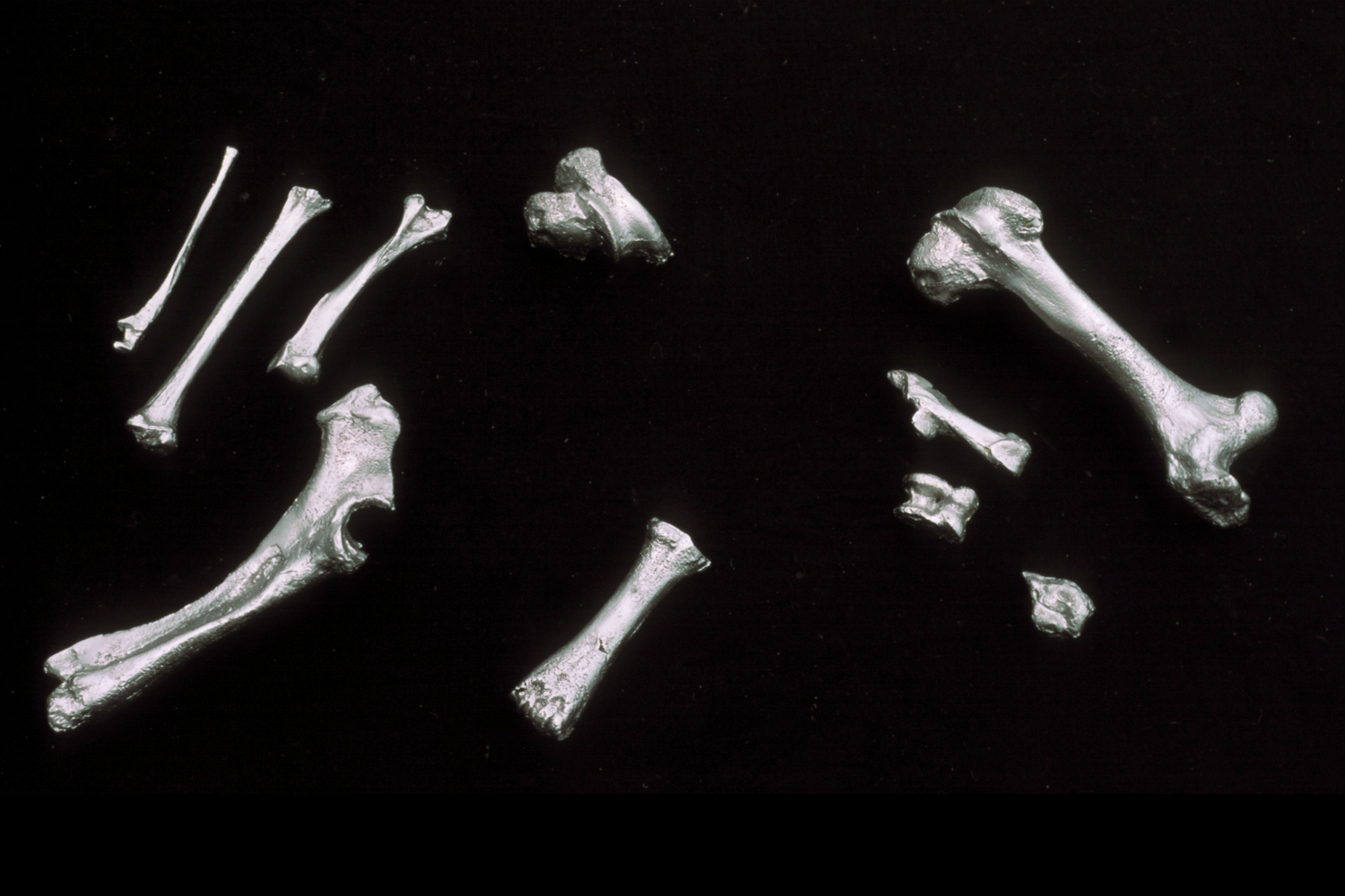 bones-wolves-vancouver-installation-huebner-9.jpg
