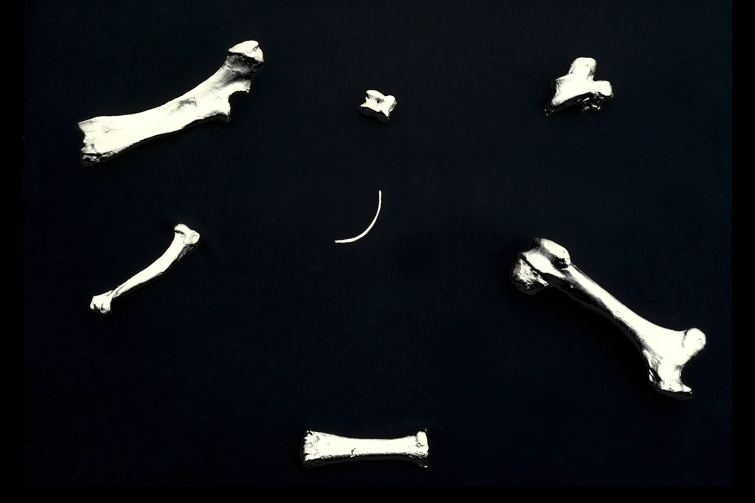 bones-wolves-vancouver-installation-huebner-11.jpg