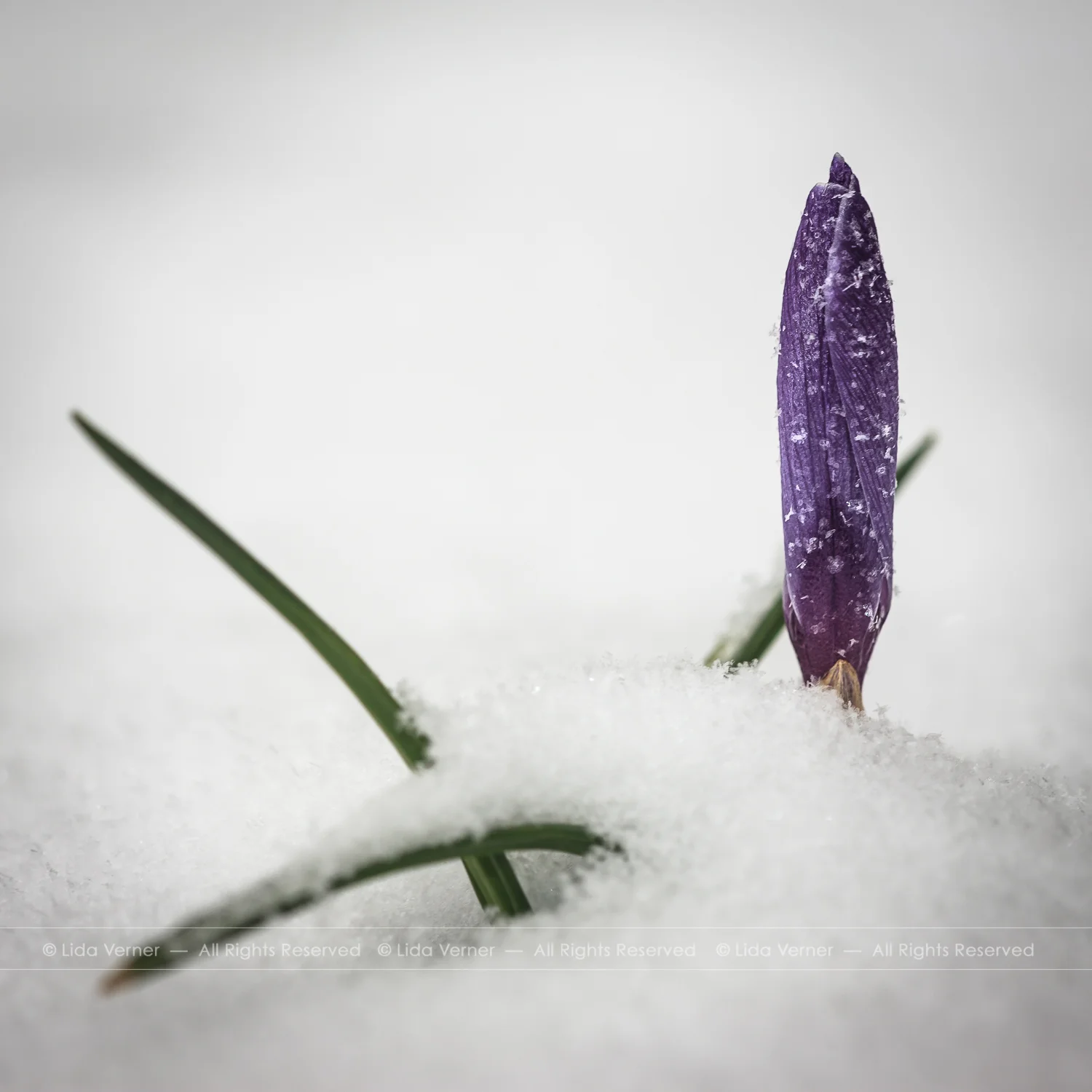 Spring Flower