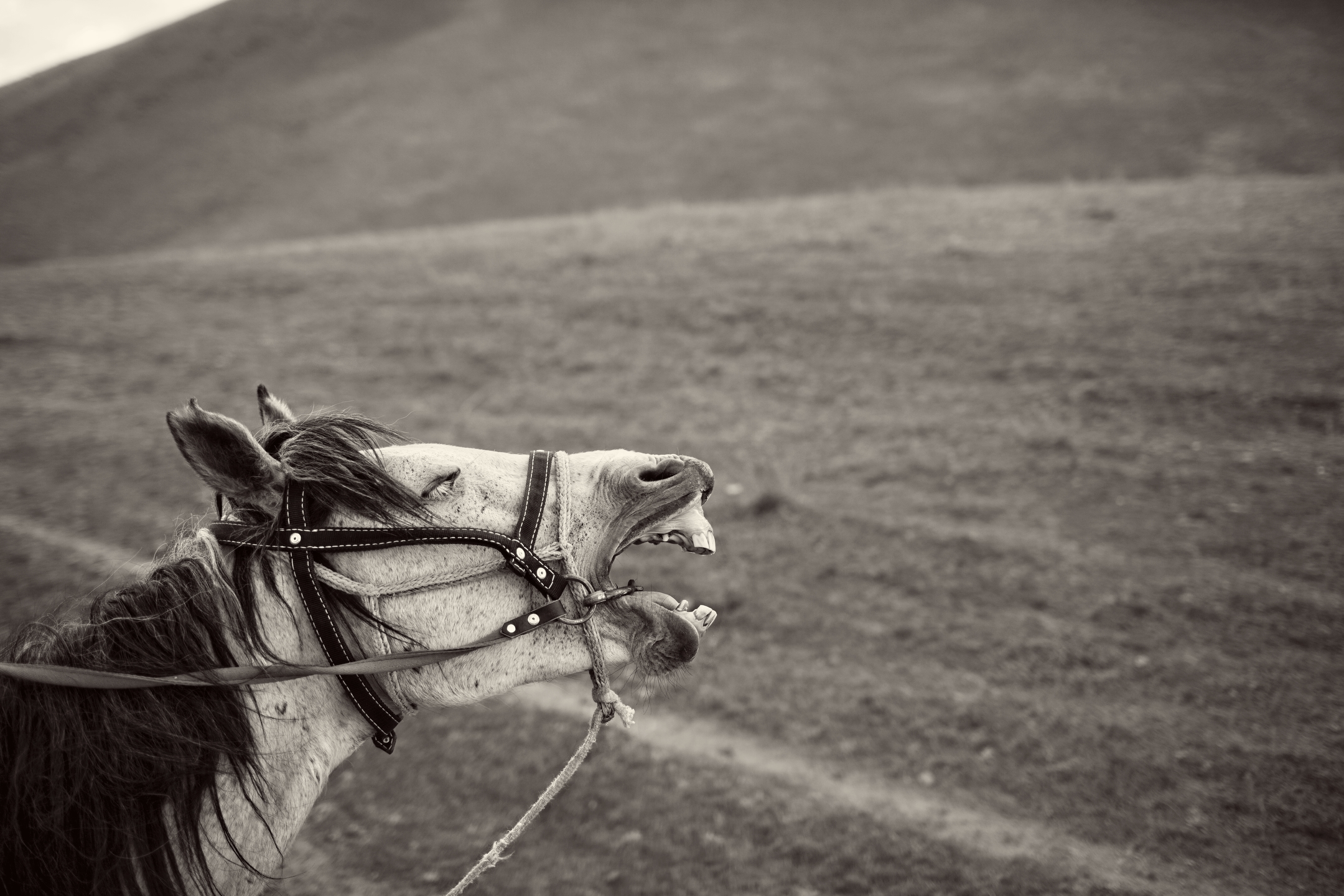 Kyrgyzstan2013_1912.JPG