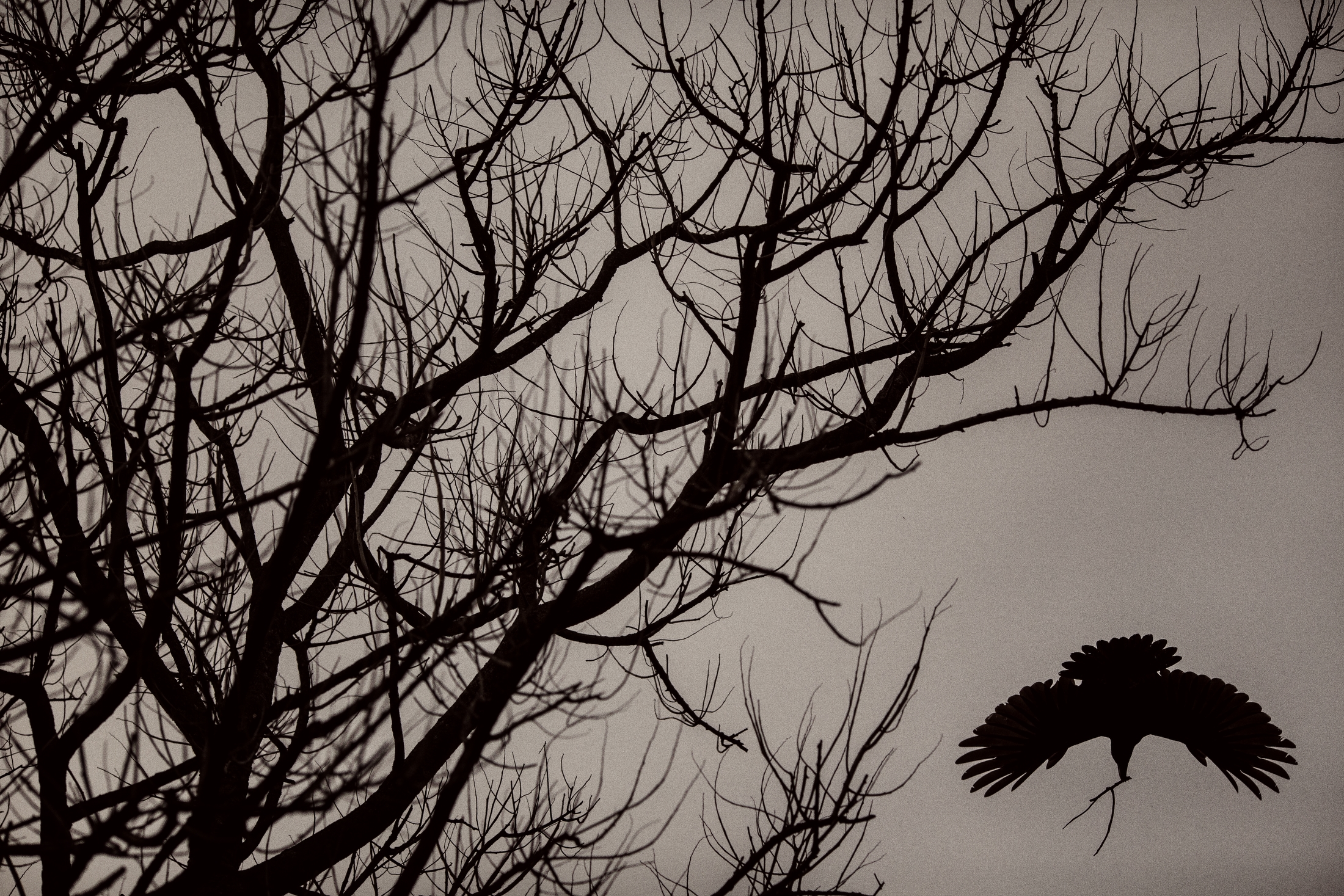 India2014_12043e.JPG