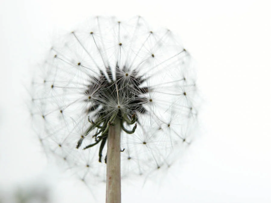 dandelion_bright_stalk_280932_h (1) big.jpg