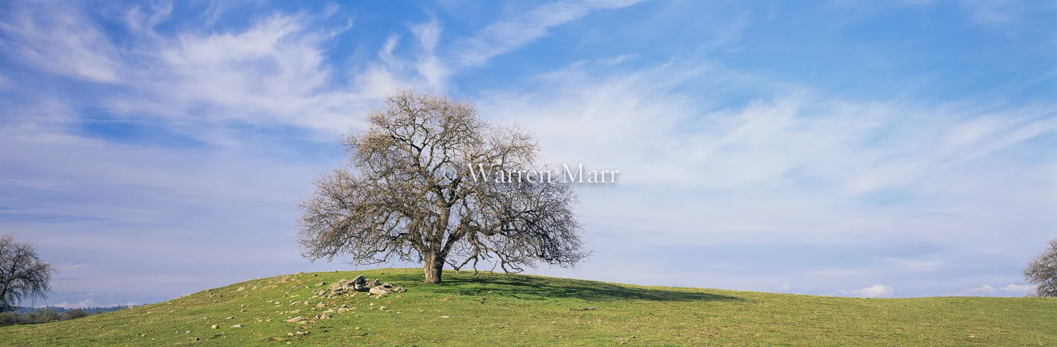 Lone Oak Tree, Fresno - April 1999, Fresno County, CA