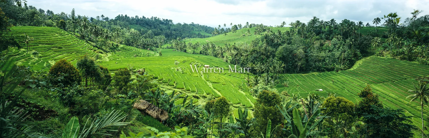 Rice Terraces, Bali - October 1995, Bali, Indonesia