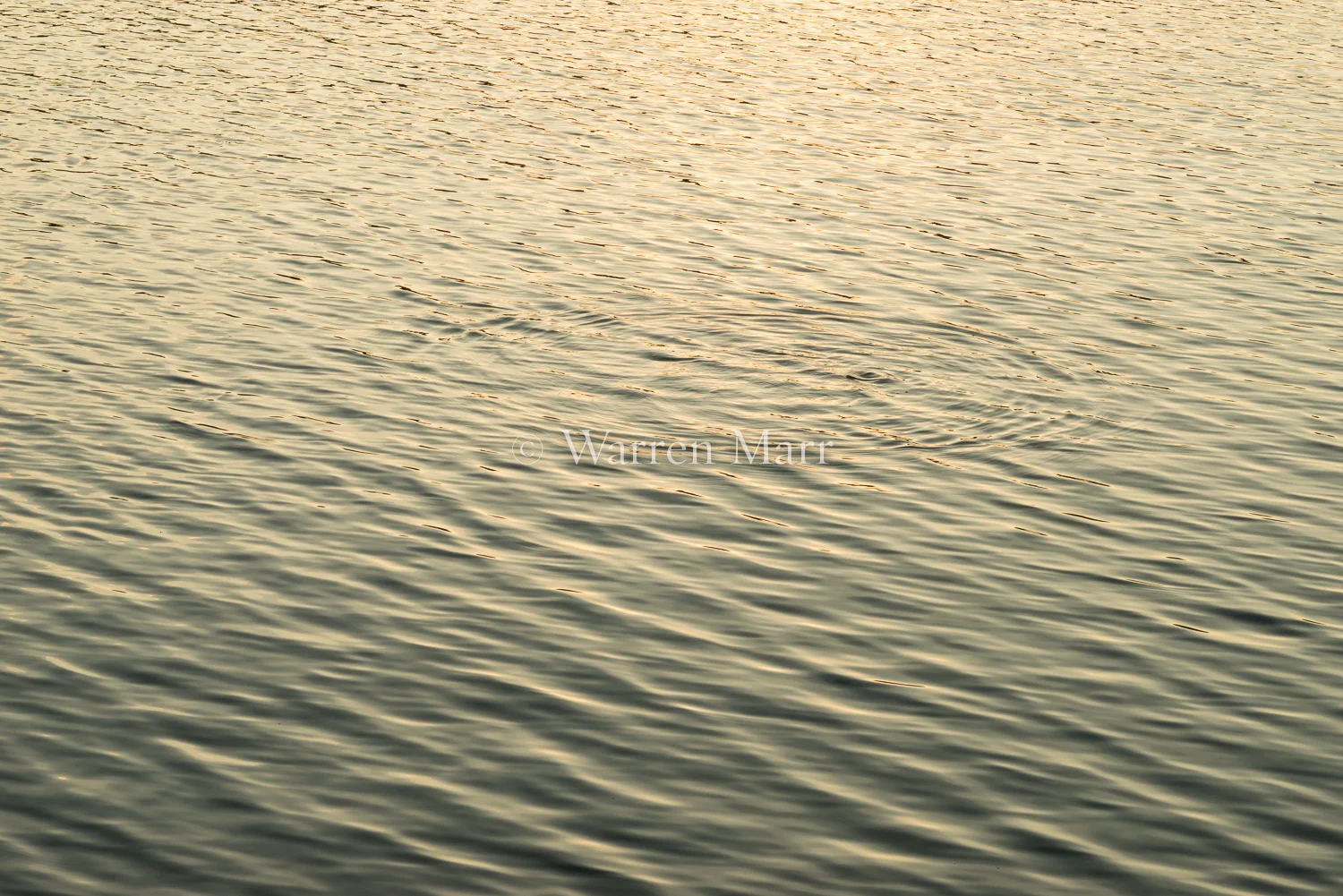 Yellow #10