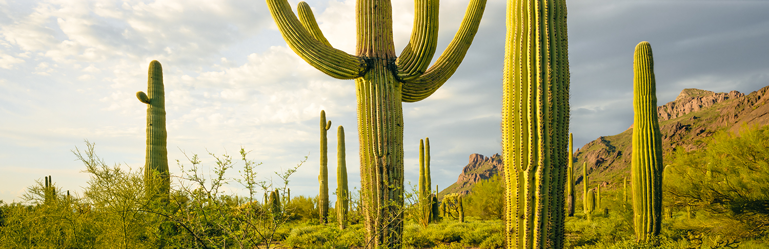 A Mtg of Saguaros WCI scan skewed copy.jpg