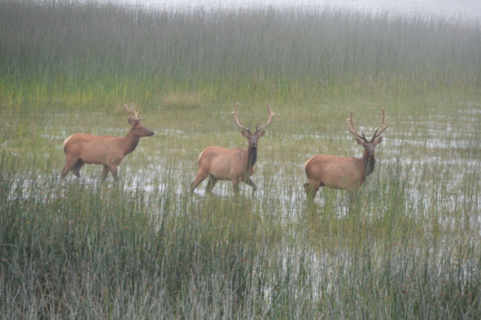 Elk near Orick California