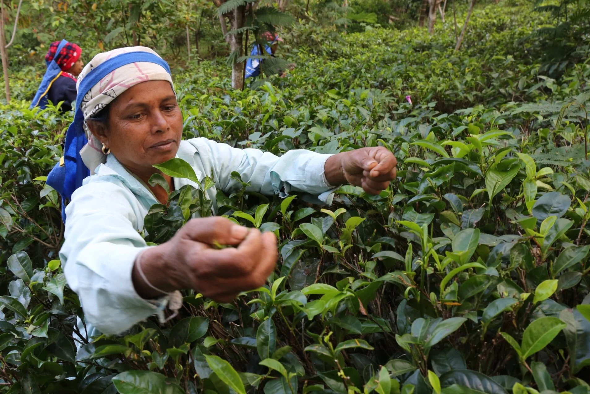 Tamil and Sinhalese workers pick tea at Amba Estate. Ambadandegama Valley, Sri Lanka