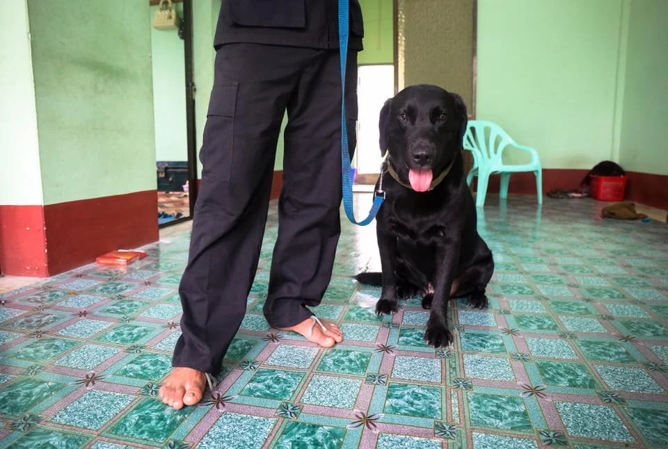 Rambo II, with his handler. Rambo is the youngest trained bomb-squad dog in Myanmar. Yangon.