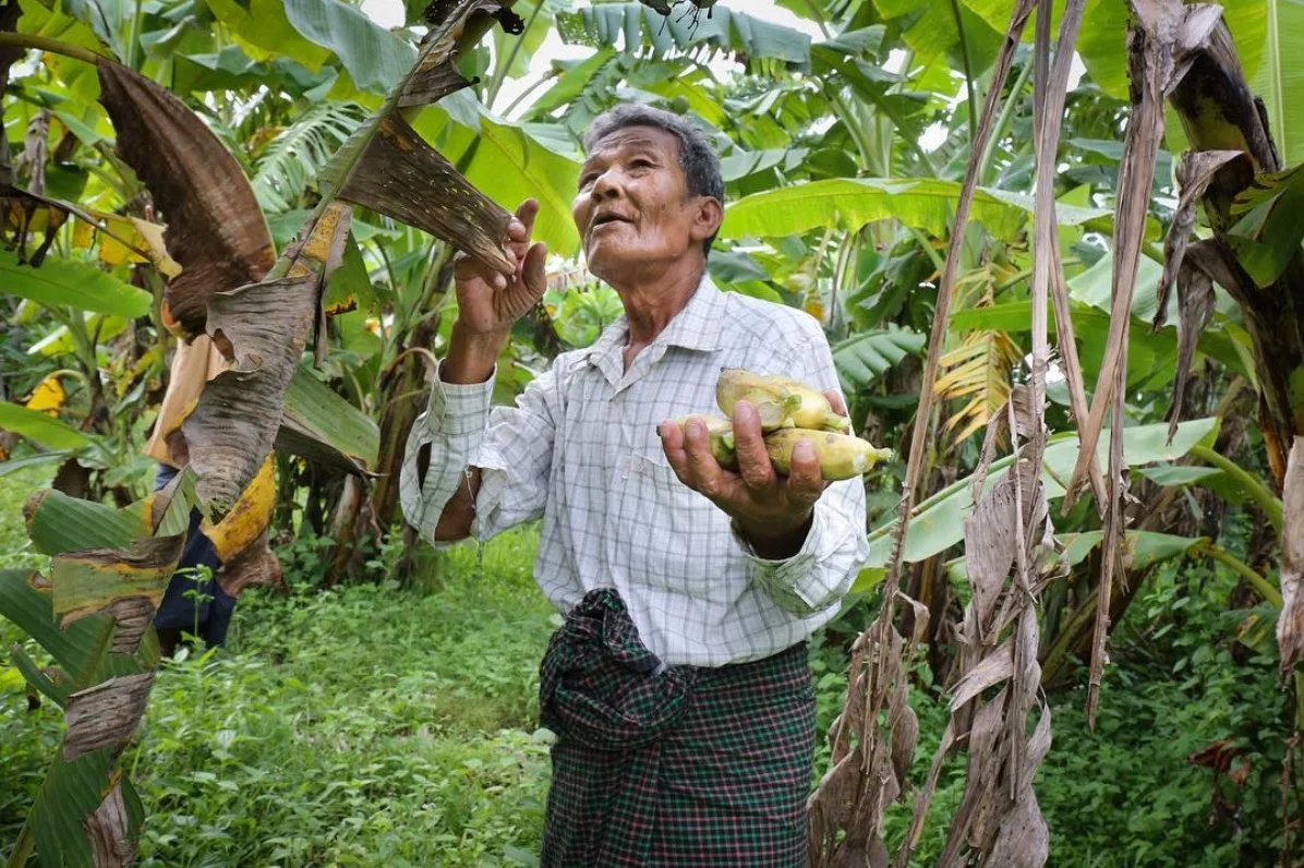 A farmer picks bananas off his trees and hands them to me for lunch. July 2017