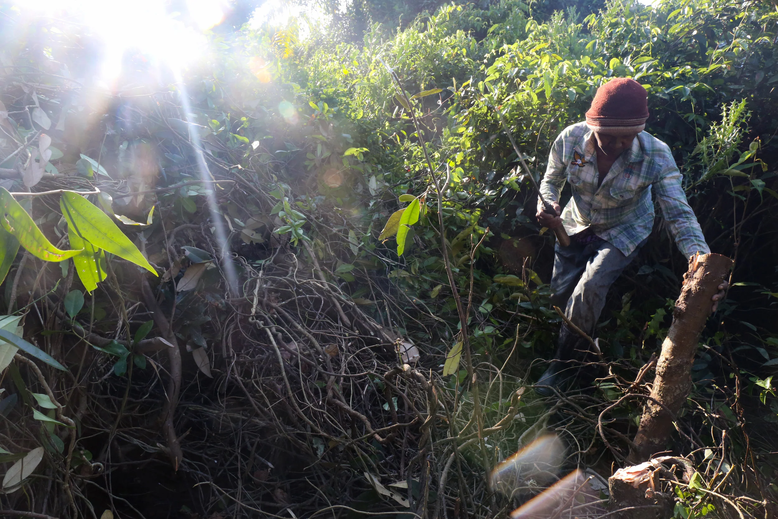 Harvesting-16.jpg