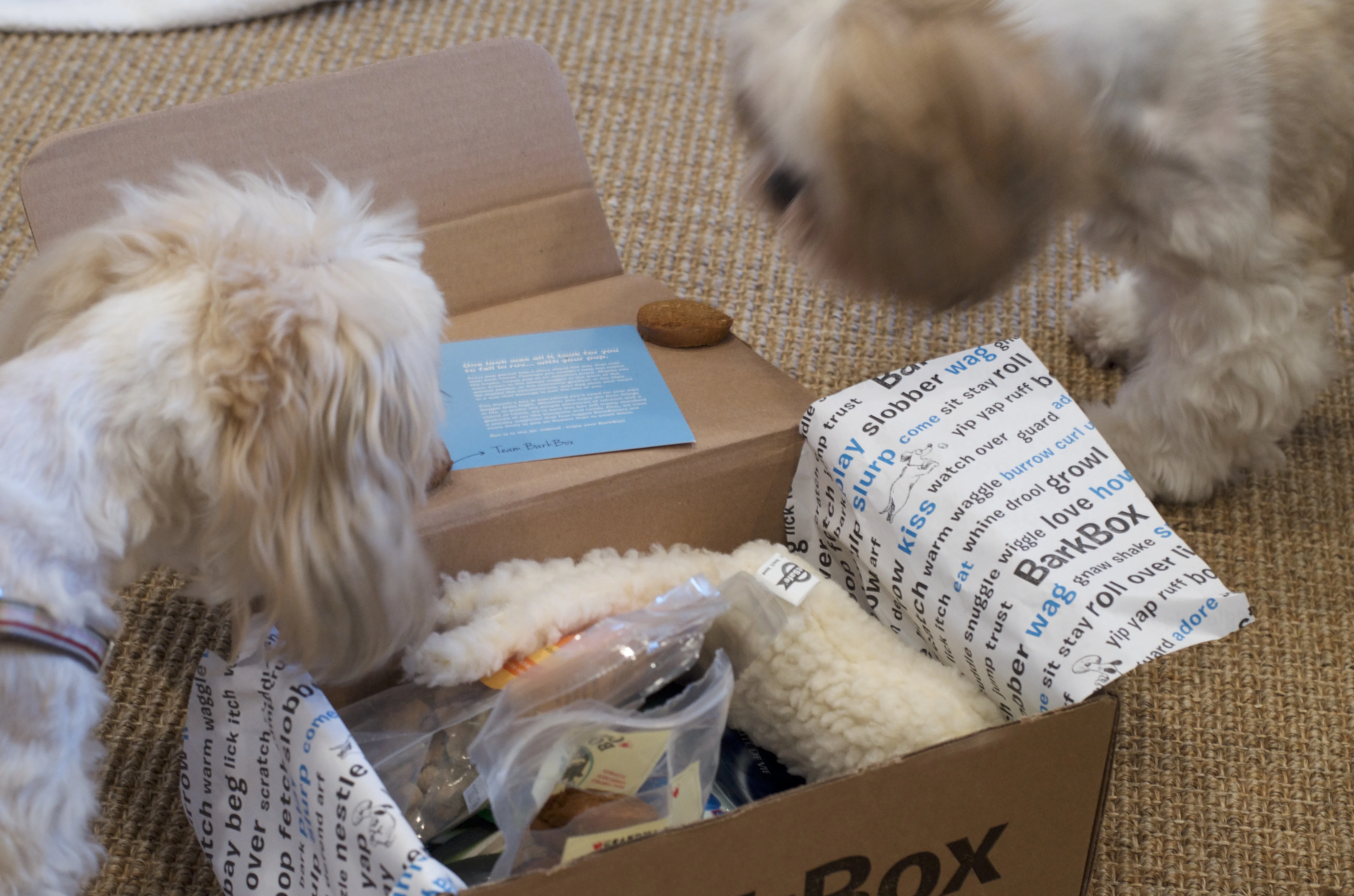 My Bark Box Has Arrived!