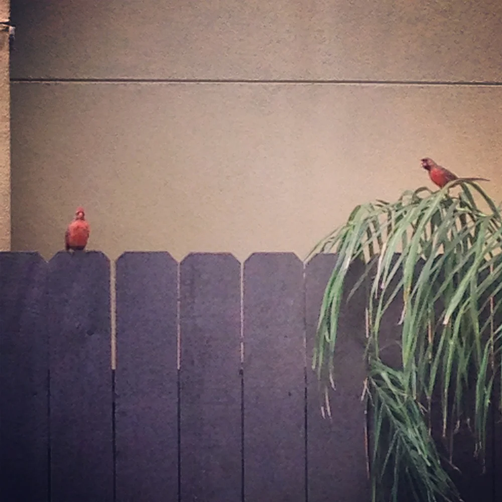 bird2.jpg