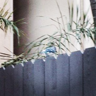 bluejay.jpeg