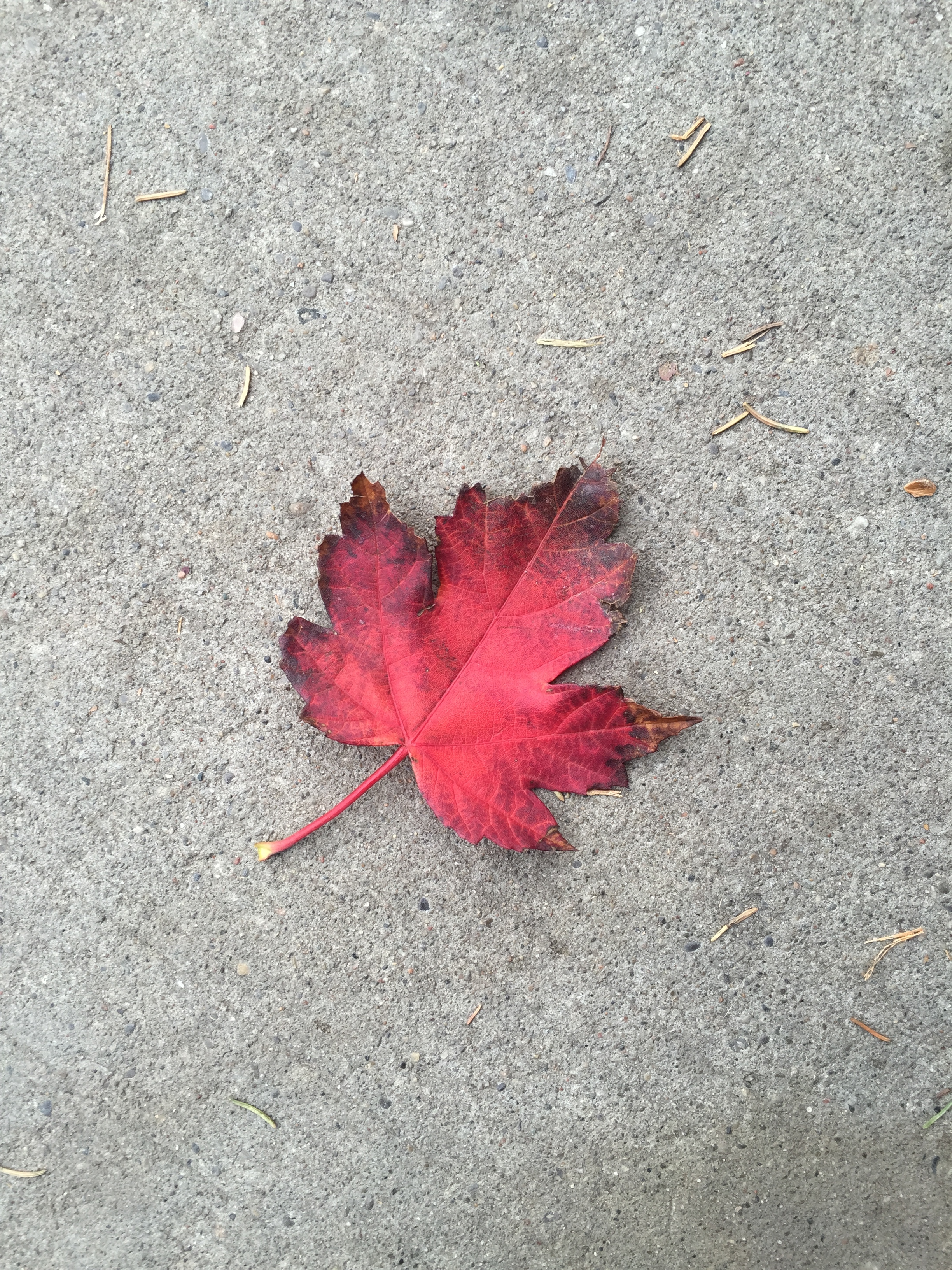 Touring & Tasting Toronto!