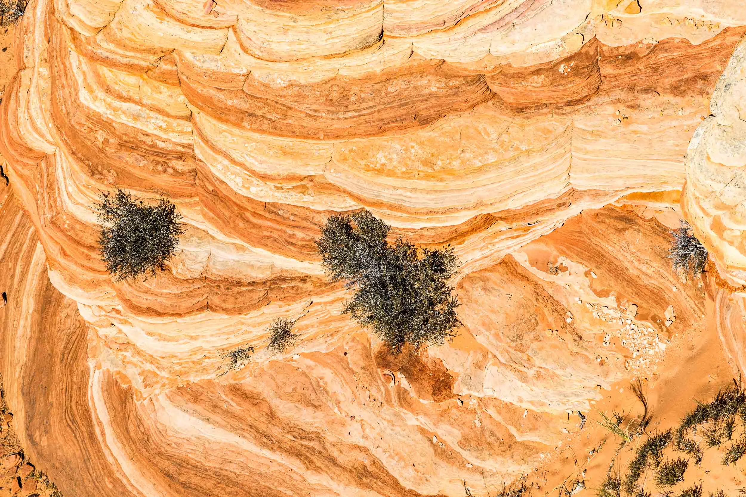 "Grown-Upon", AZ