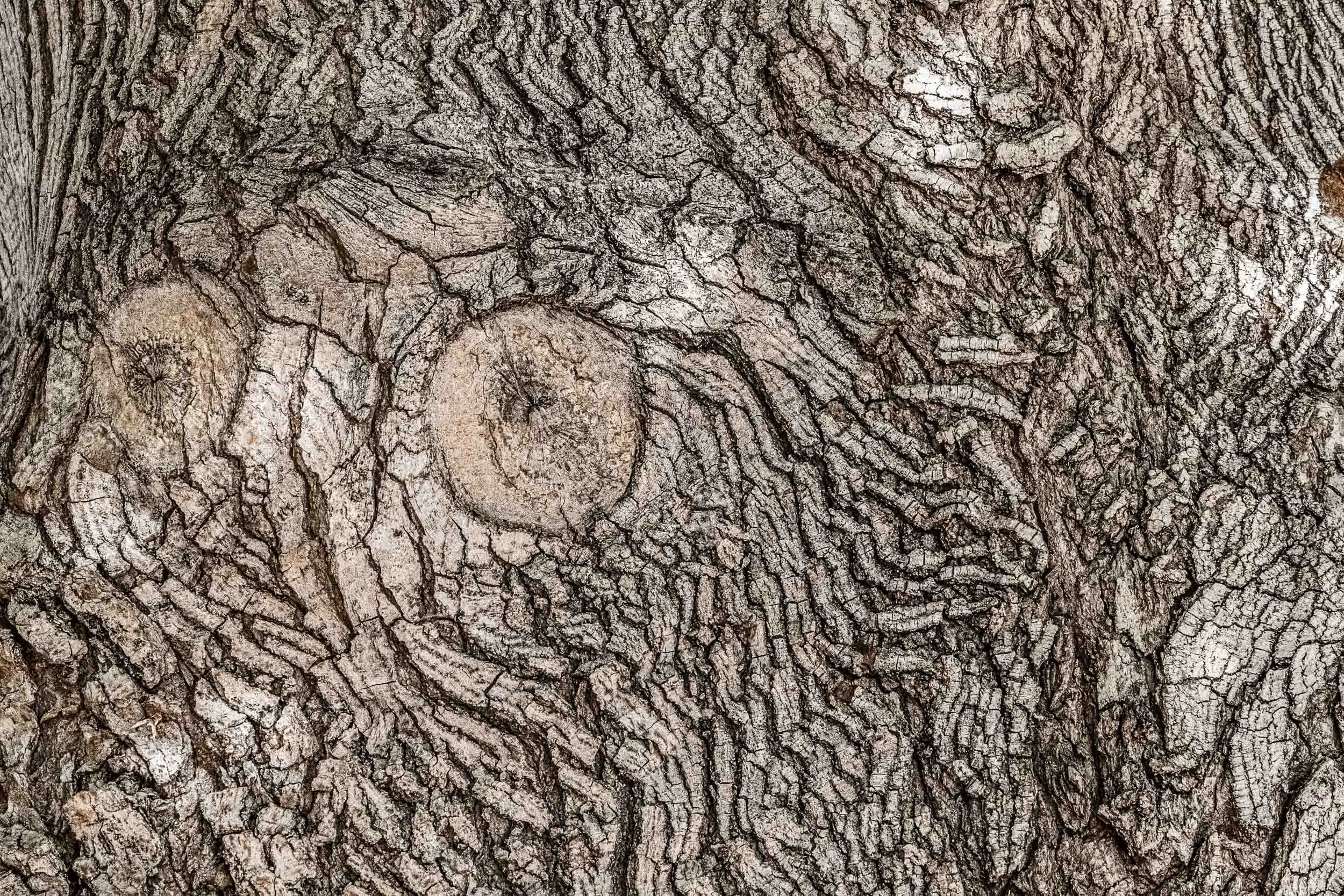 "Wood Owl", UT