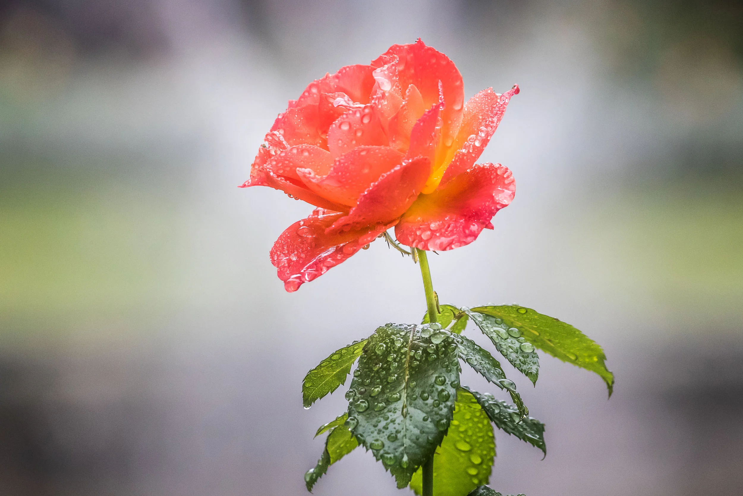 "Flower of Love", Germany