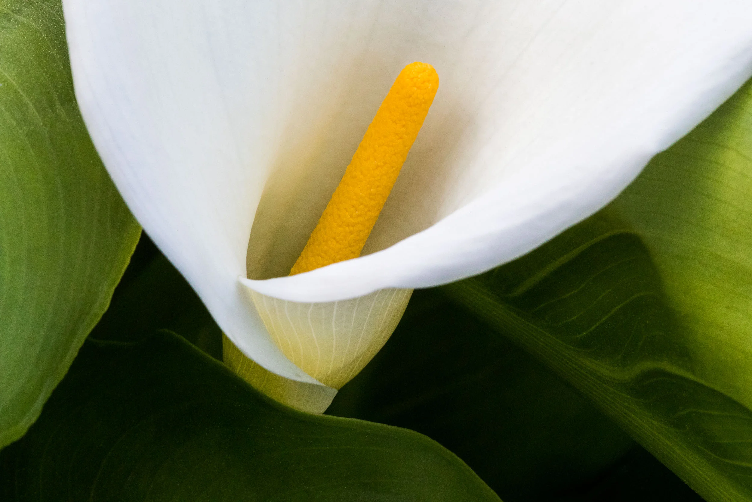 "Calla Lily I", CA