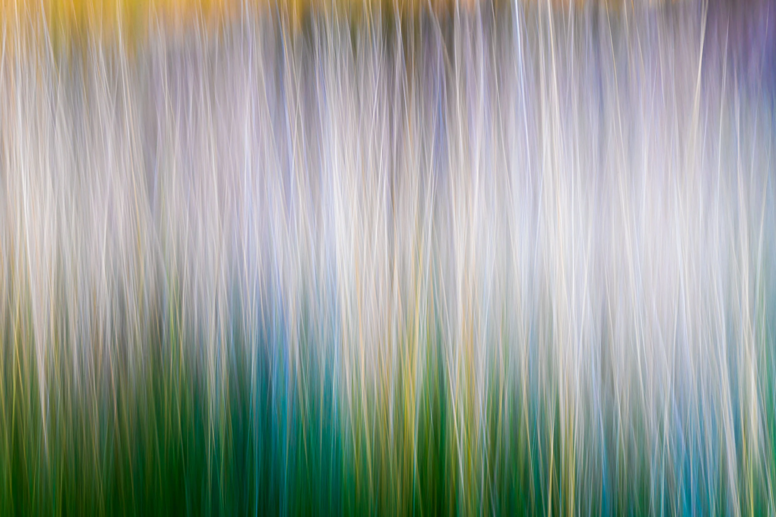 "California Grass I"