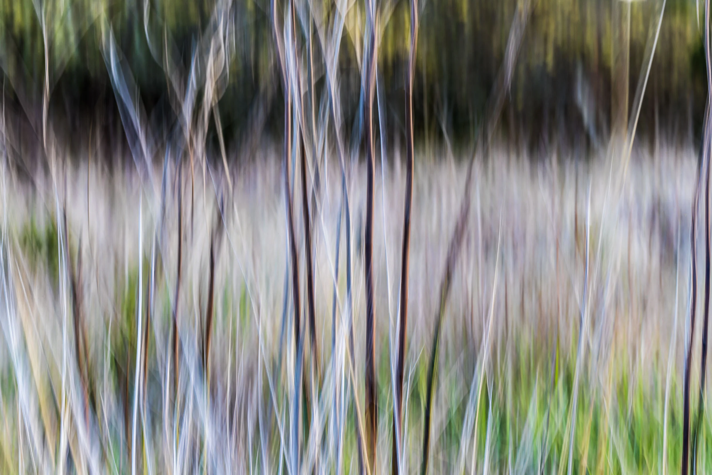 "California Grass IV"