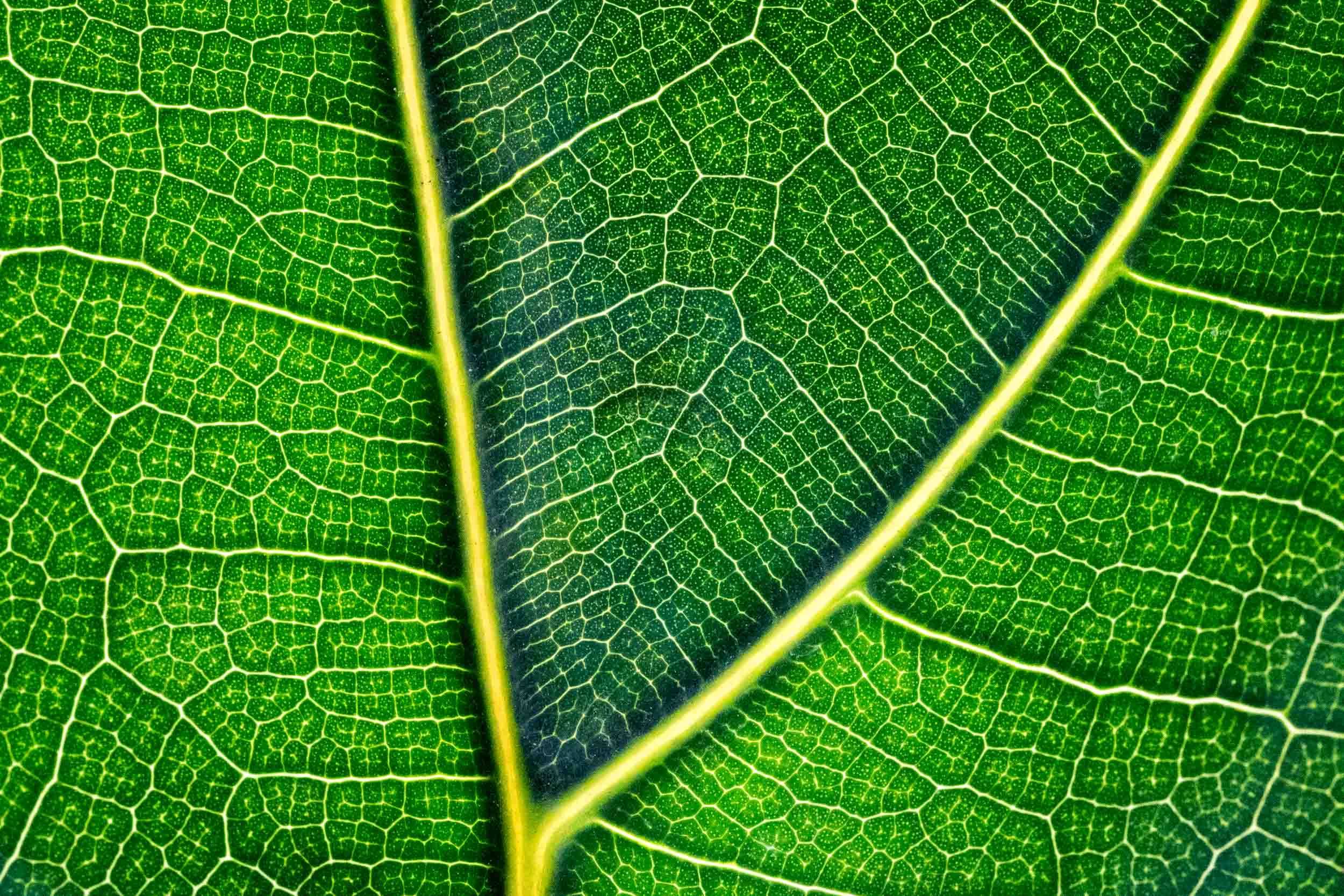 "Fiddle Leaf Fig", Tower Hill Botanical Garden