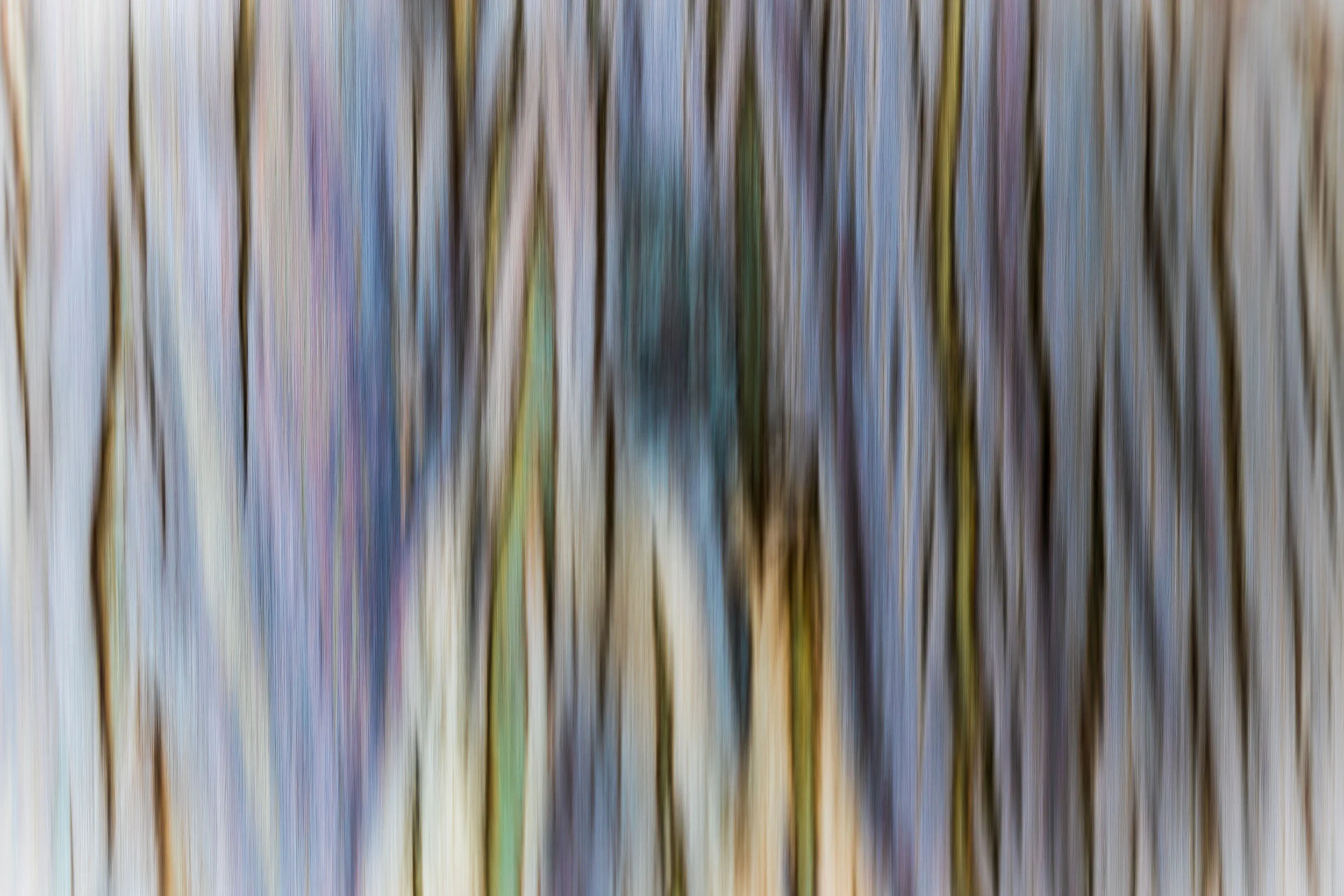 "Eucalyptus Bark in Motion", CA