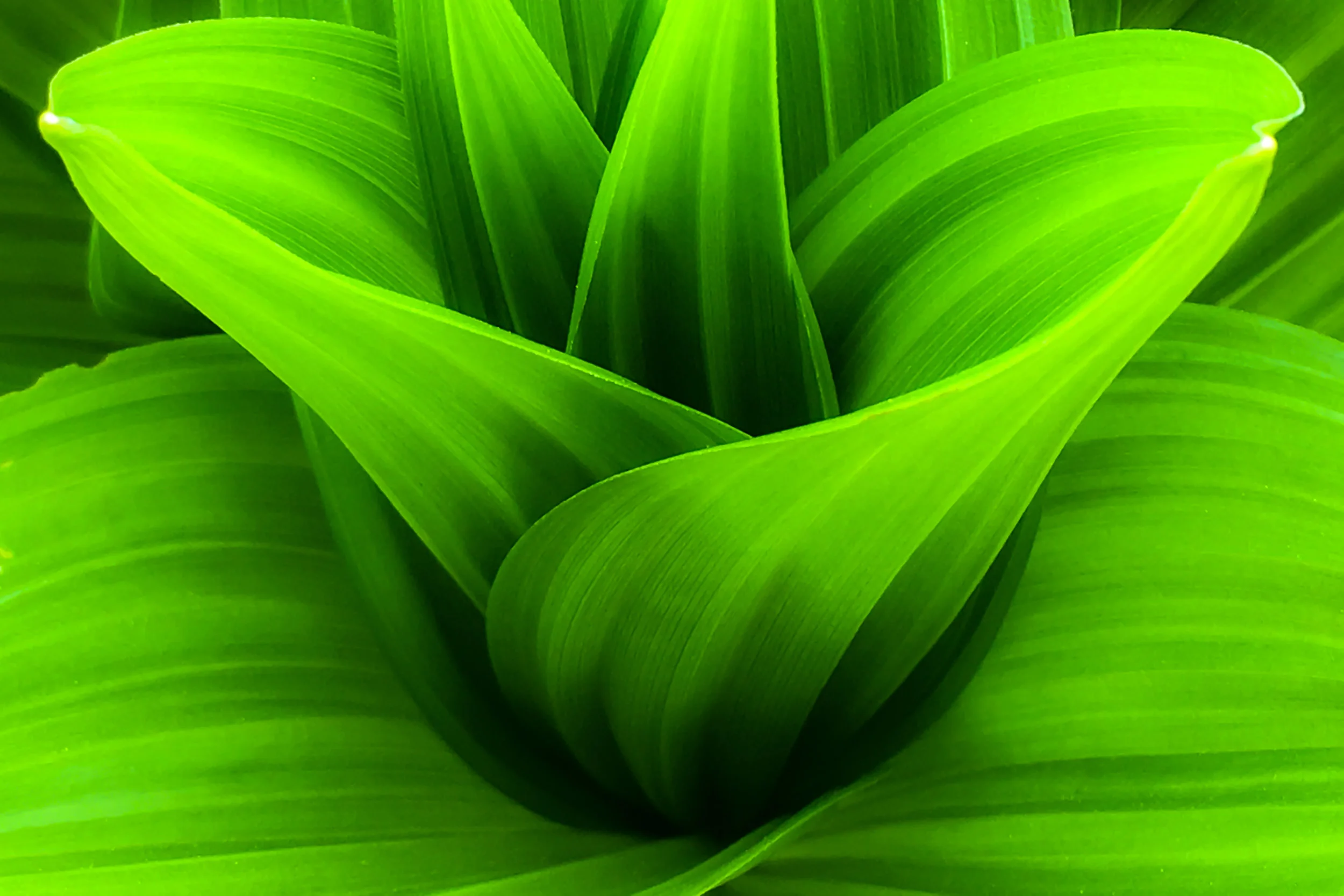 "Leaves", Italy